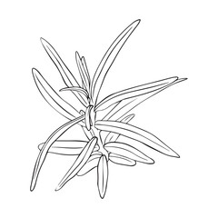 Engraved sea buckthorn hand drawn illustration. Vector isolated branch with leaves in ink style.