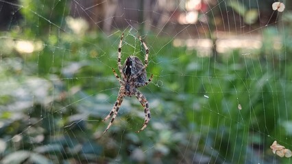 spider on the web