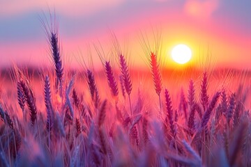 Fototapeta premium Golden Wheat Field at Sunset Nature's Vibrant Evening Display
