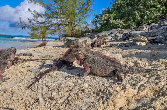 Big wild iguana in Allen's Cay(Great Exuma), Bahamas.