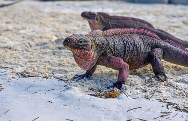 Big wild iguana in Allen's Cay(Great Exuma), Bahamas.