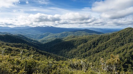 Fototapeta premium Profile of a southern beech forest, showcasing towering trees with thick bark, lush green foliage, and dappled sunlight filtering through the canopy, creating a serene and peaceful woodland atmosphere
