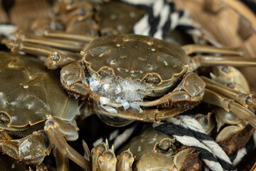 live Chinese hairy crab blowing bubbles close up.