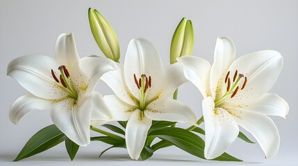 Fototapeta premium Artistic arrangement of white lilies, soft focus and bright white background, emphasizing purity and natural elegance