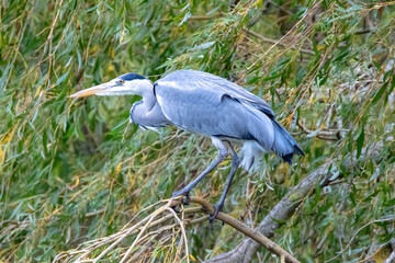 Grey Heron, Ardea cinerea, perched on a Willow tree.