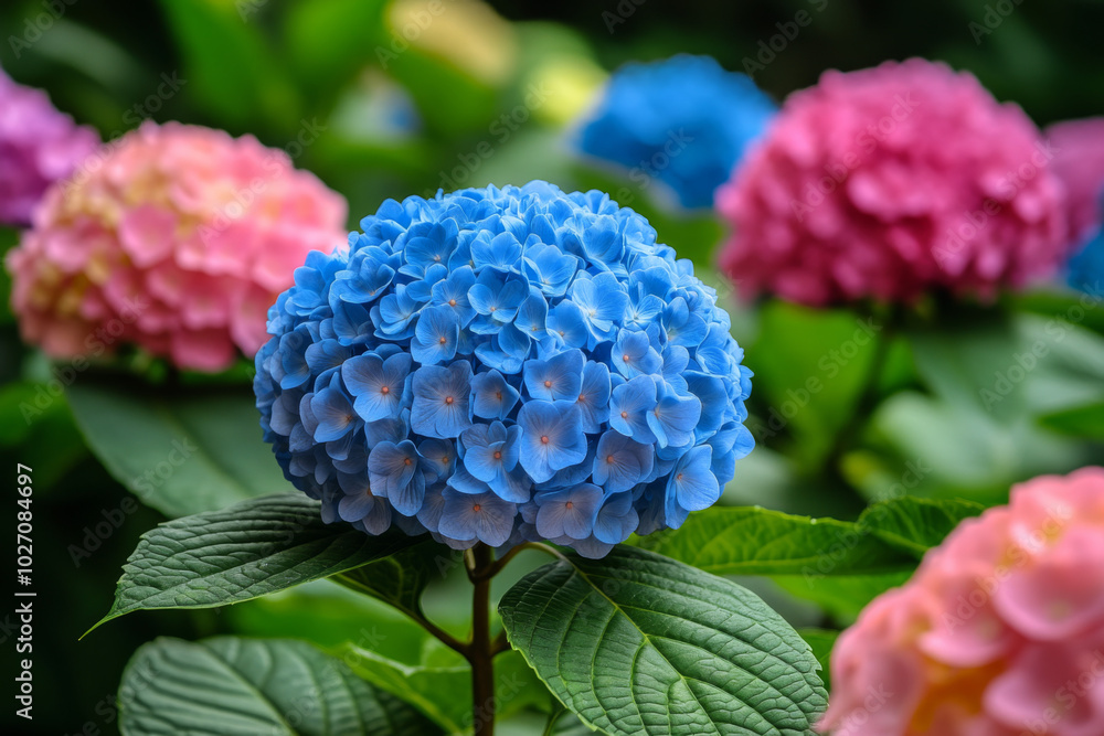 Wall mural colorful hydrangea flowers bloom vibrantly in a serene garden setting