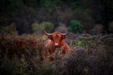 Wildlife