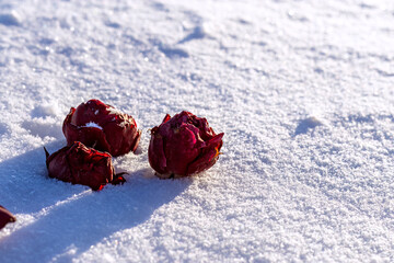 Frozen red rosebuds lie on fresh clean snow. Red roses in snow