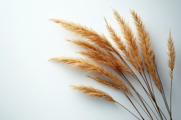 Fototapeta premium Delicate grass stems with yellow-brown grains on a clean white background