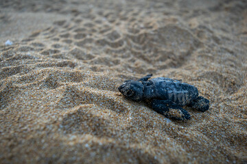 Newborn Turtle Heading for the Ocean