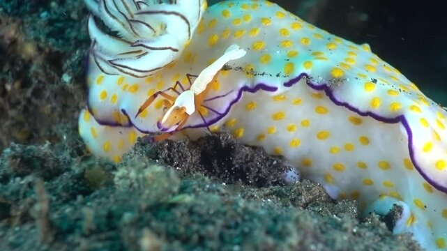 Emperor Shrimp on Hypselodoris Pulchella