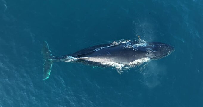 Whale breeches playfully