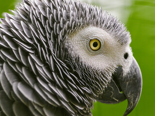 Graupapagei im Leintalzoo