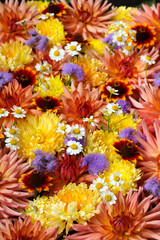 red and yellow floral background,  garden flowers: chrysanthemums and dahlias, daisies and ageratums. making a bouquet, floristry.