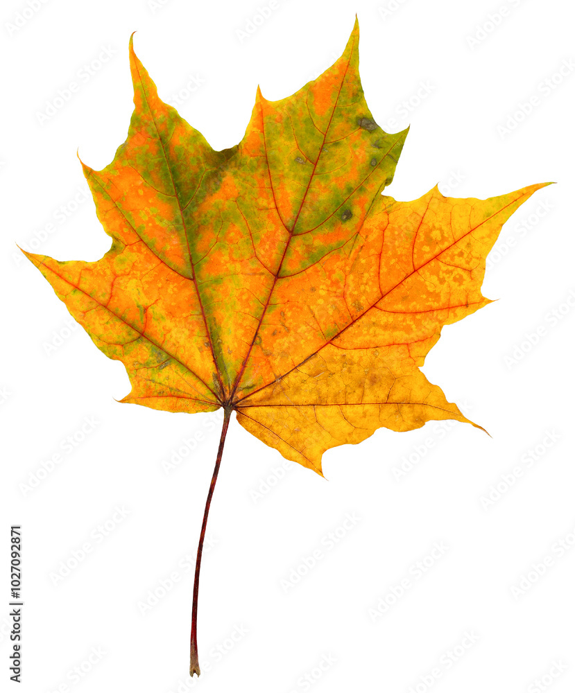 Wall mural autumn maple leaf isolated on a white background. fallen withered foliage. one maple leaf in yellow.