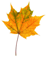 autumn maple leaf isolated on a white background. fallen withered foliage. one maple leaf in yellow.