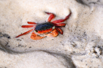 red crab, intertidal marine ocean beach creature animal crustacean, mangrove environment, K'gari Fraser Island, Queensland Australia