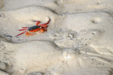 red crab, intertidal marine ocean beach creature animal crustacean, mangrove environment, K'gari Fraser Island, Queensland Australia