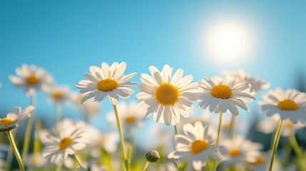 A beautiful field of daisies in full bloom, with the sun shining brightly on them