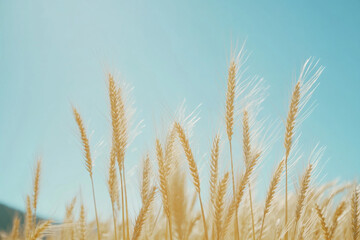 Fototapeta premium Golden wheat swaying gently under a blue sky on a calm summer day