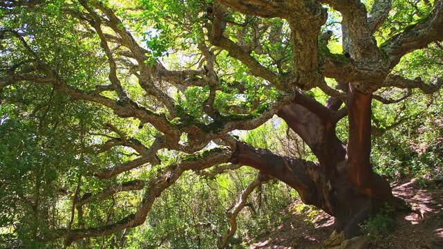 Ancient old oak tree branches at Temple of Antas ancient ruins museum by hiking trail path in Sardinia, Italy