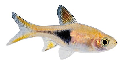 Fish shape over white background, fish clipart