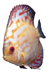 Fish shape over white background, fish clipart