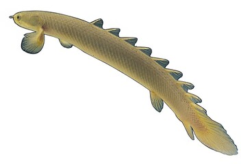 Fish shape over white background, fish clipart