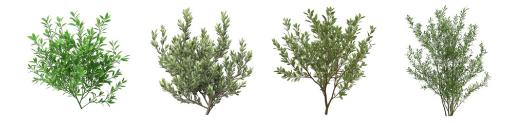 Collection of PNG. Botanical bush with fine, needle-like leaves, isolated on a transparency background.