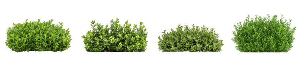 Collection of PNG. Compact boxwood bush, isolated on a transparency background.
