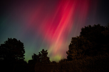 Red Northern Lights / Aurora Borealis with silhouette trees in foreground