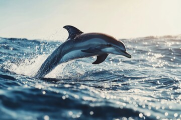 Fototapeta premium A playful dolphin leaps gracefully from ocean waves. The sunlight glimmers on the water. This vibrant marine scene captures the beauty of nature and ocean wildlife. Generative AI.