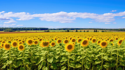 Serene Sunflower Field Under Blue Sky