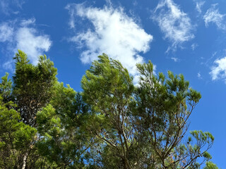 Pine trees in conifer forest against sky