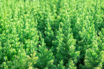 Lush green foliage in a dense garden bed during bright sunlight