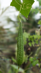 ridge gourd 