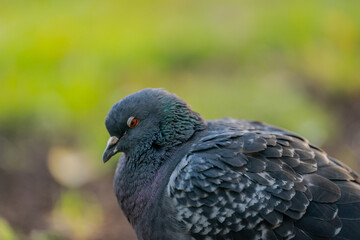 Domestic fera pigeon or Columba livia domestica species bird close up in the city park walking...