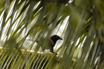 Greater coucal bird in tree