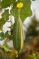 ridge gourd with flower