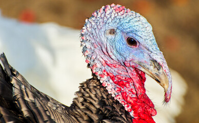 Traditional Thanksgiving foods roast turkey