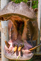 hippopotamus in zoo open mouth
