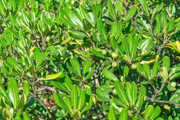 Lush green foliage of a tropical plant thriving in sunny outdoor garden