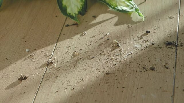 cleaning Dust and debris scattered across a wooden floor with vacuum cleaner.