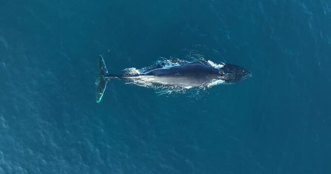 Whale breeches playfully