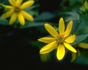 Flowers close view background. Natural flower shape, garden plants