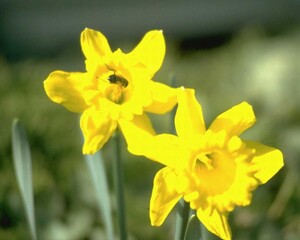 Flowers close view background. Natural flower shape, garden plants