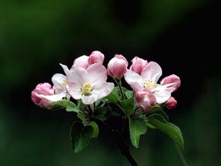 Flowers close view background. Natural flower shape, garden plants