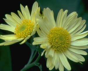 Flowers close view background. Natural flower shape, garden plants