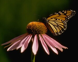 Flowers close view background. Natural flower shape, garden plants