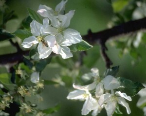 Flowers close view background. Natural flower shape, garden plants
